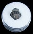 Armored Ankylosaur Tooth - Two Medicine Formation #3876-1